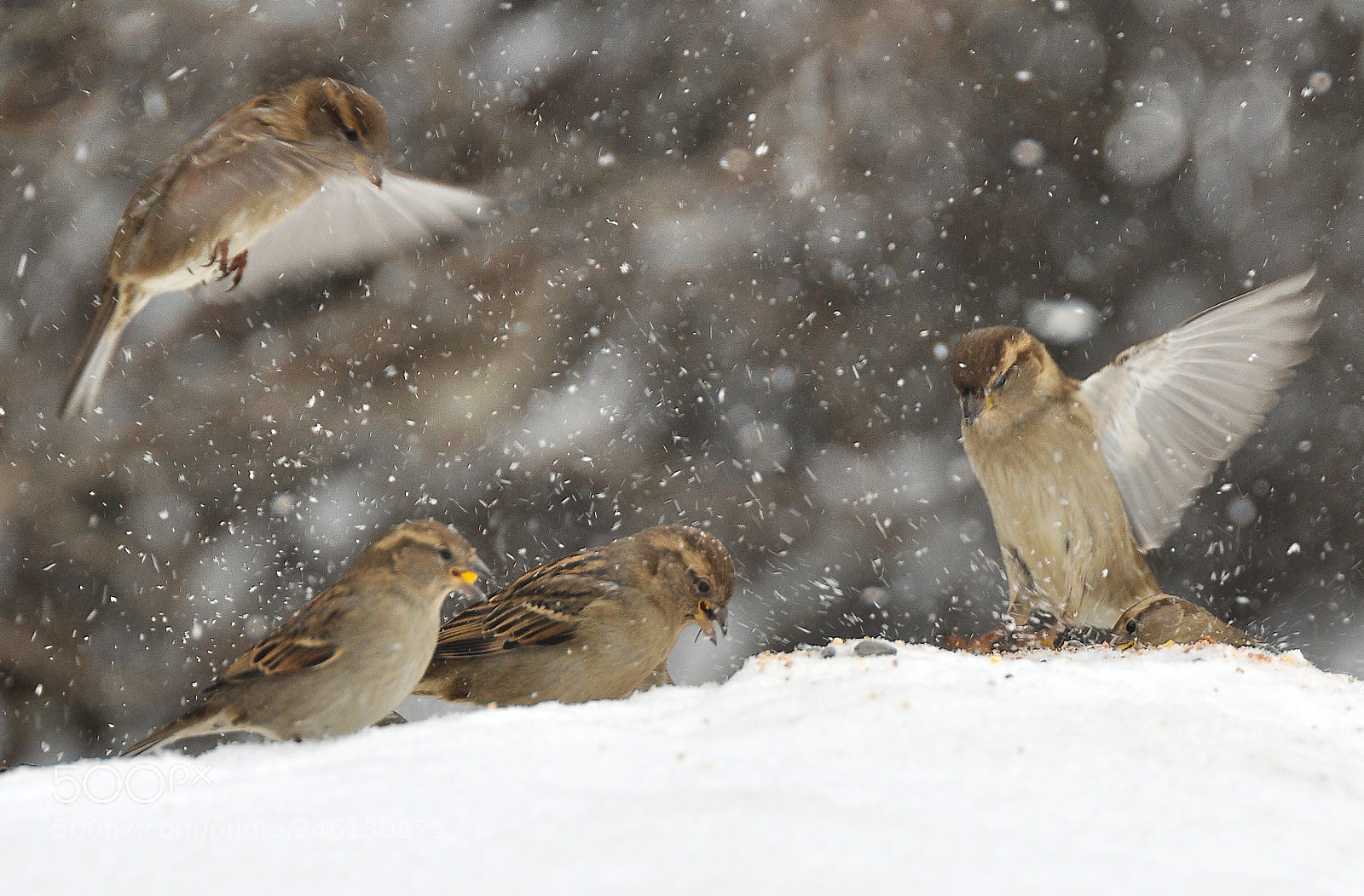 Nikon D90 sample photo. Snowfall photography