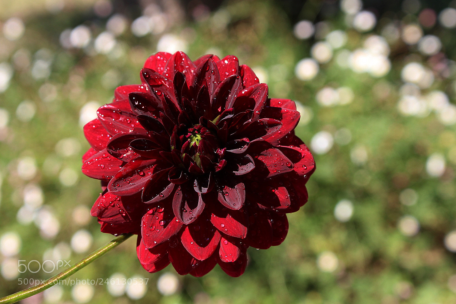 Canon EOS 700D (EOS Rebel T5i / EOS Kiss X7i) sample photo. Passion impulse photography