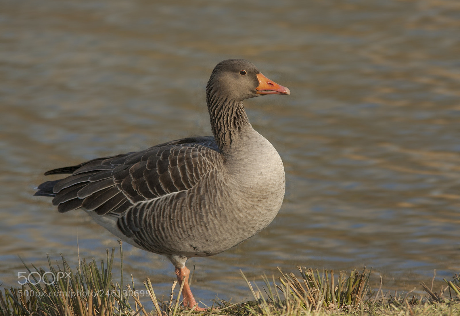 Canon EOS 50D sample photo. Mrs. goose photography