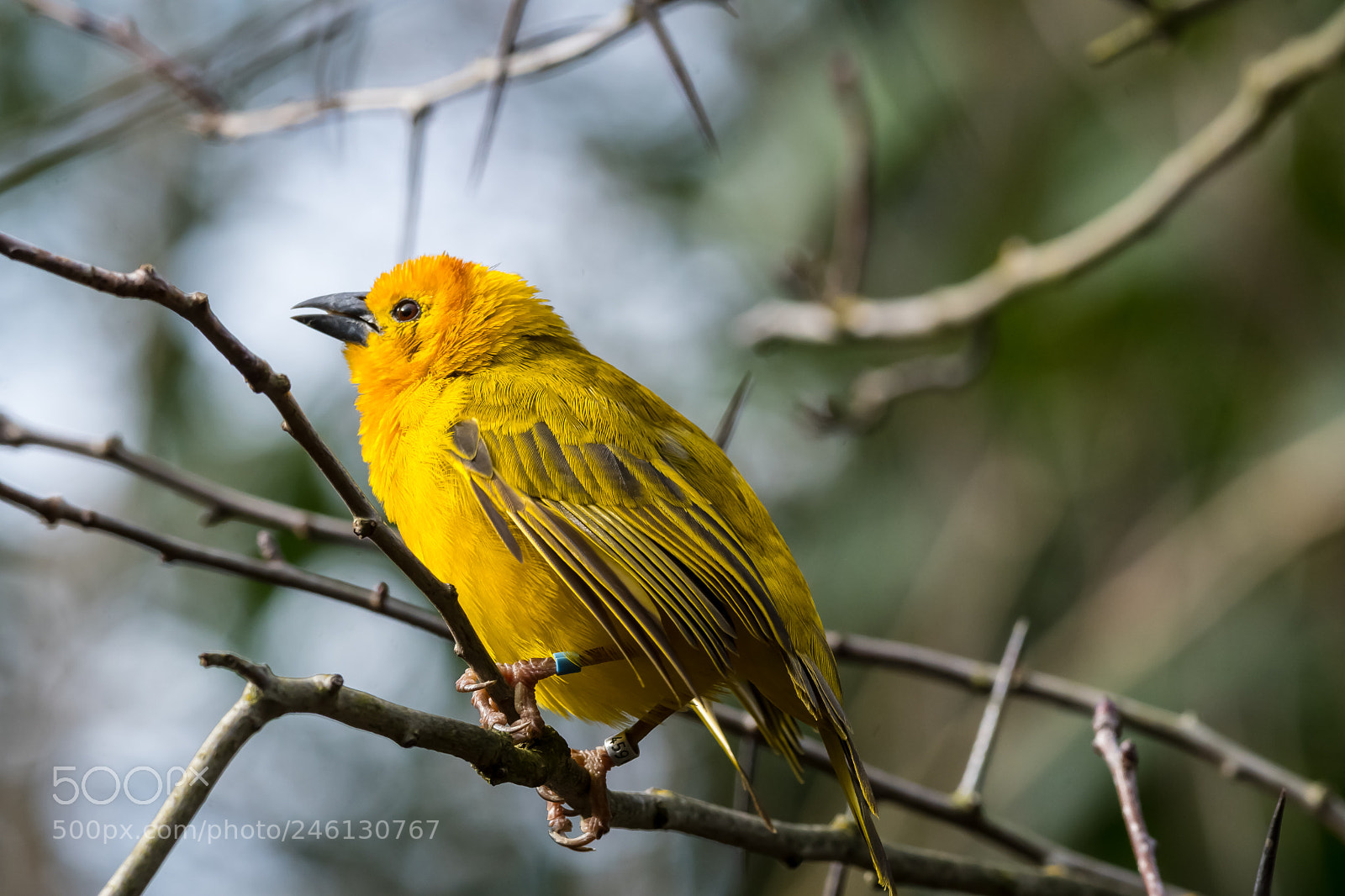 Nikon D500 sample photo. Golden weaver photography