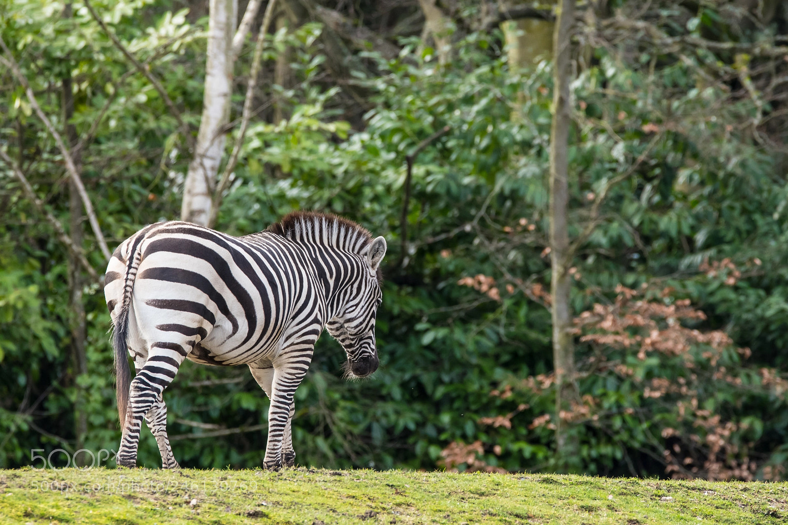 Nikon D500 sample photo. Zebra at zoo photography