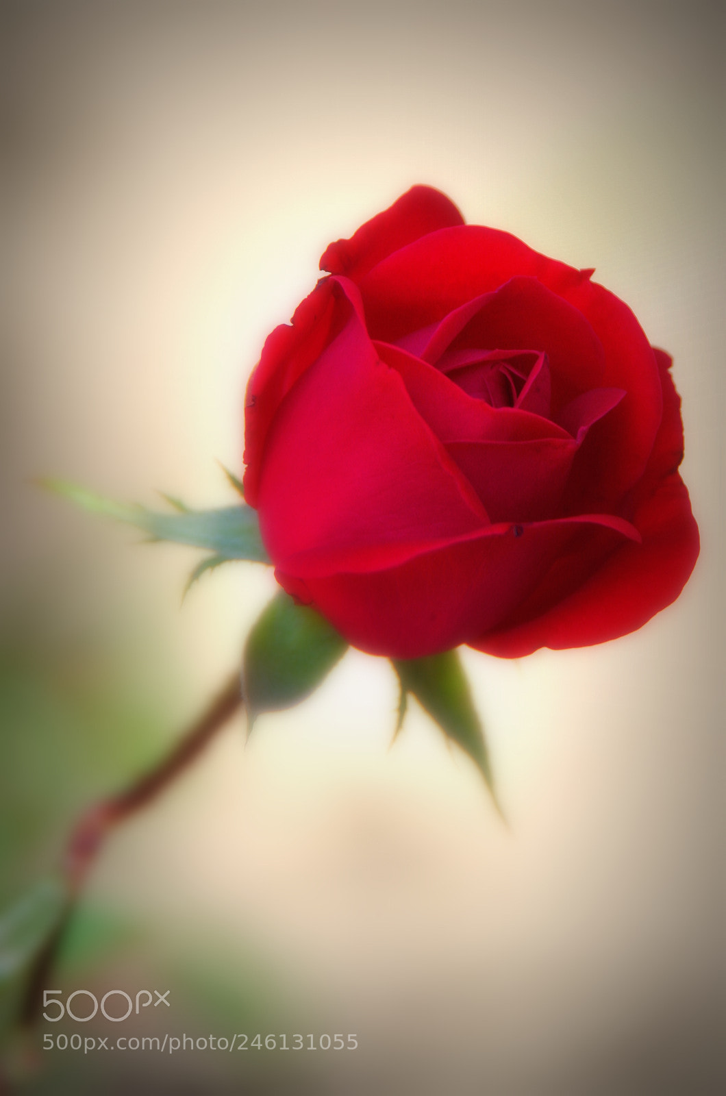 Pentax K-3 sample photo. A.... rose for you photography