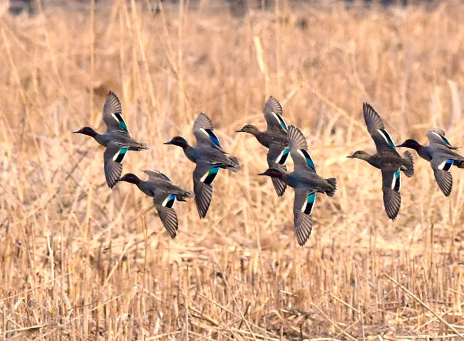 Nikon D7200 sample photo. Take-off photography
