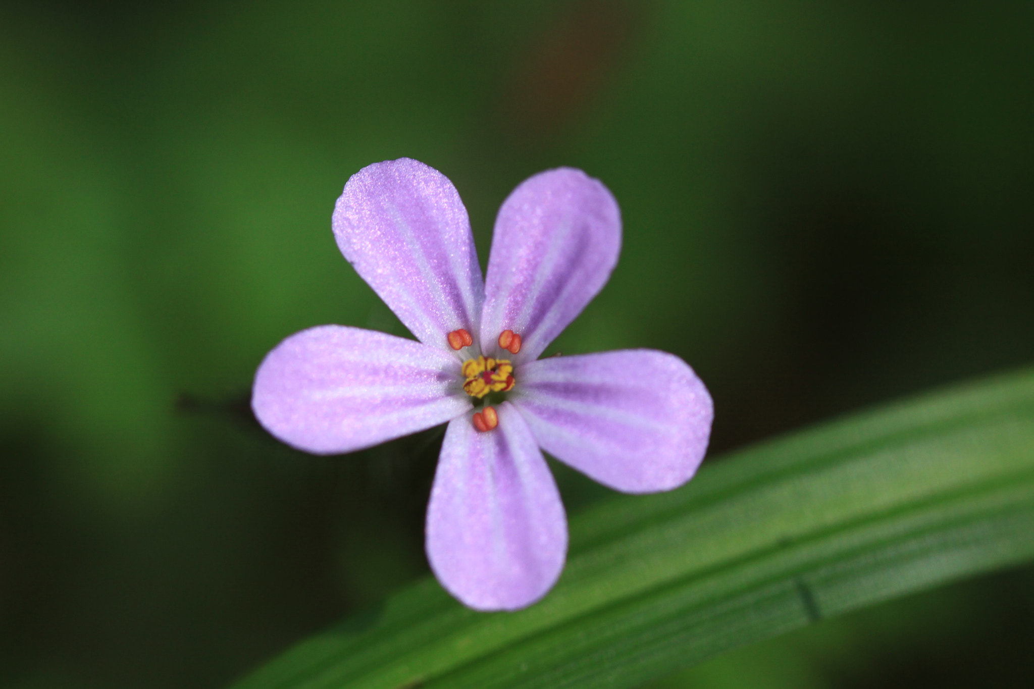 Canon EF 100mm F2.8 Macro USM sample photo. Shining star photography
