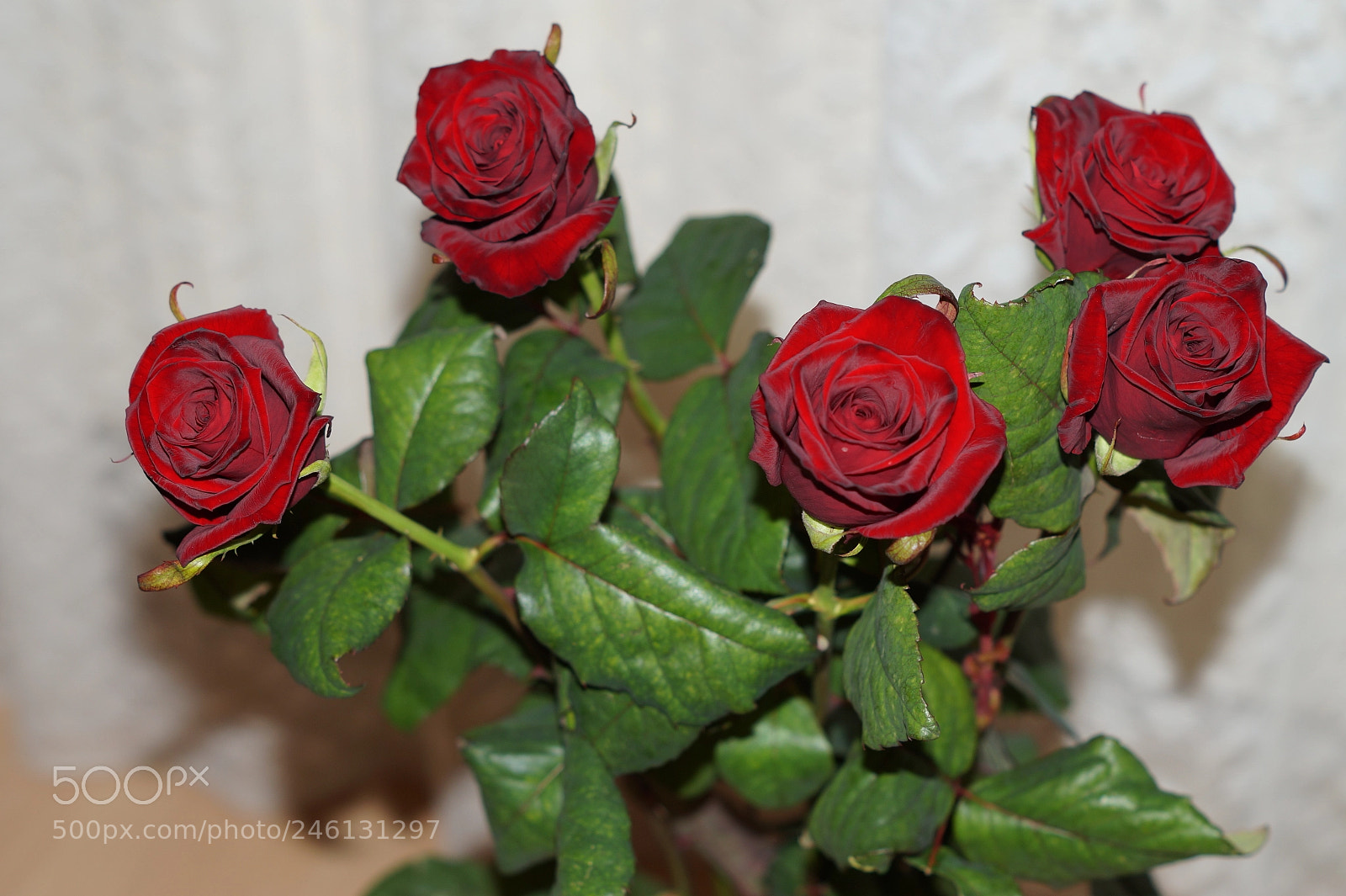 Sony SLT-A58 sample photo. Roses - con amore photography