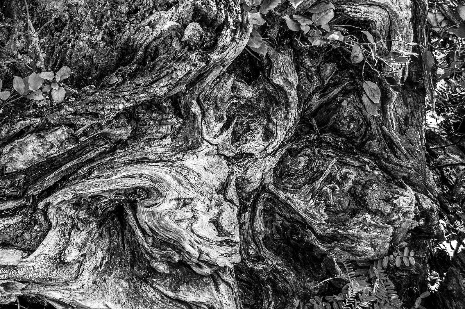 Nikon D300 sample photo. Abstract photography