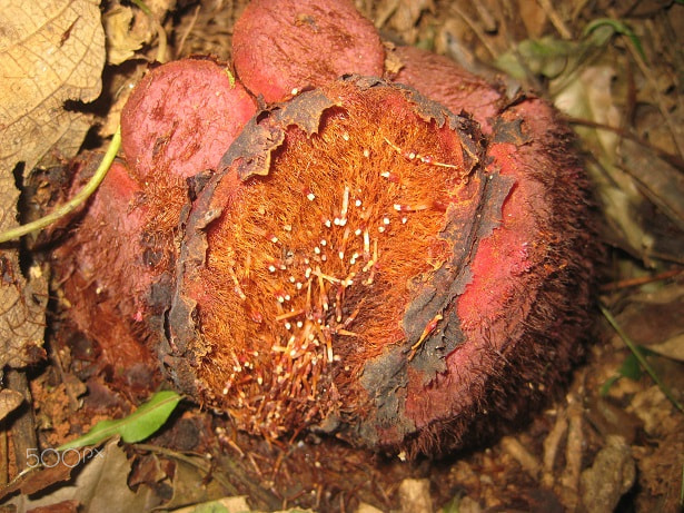 Canon POWERSHOT SD1000 sample photo. Scybalium fungiforme photography