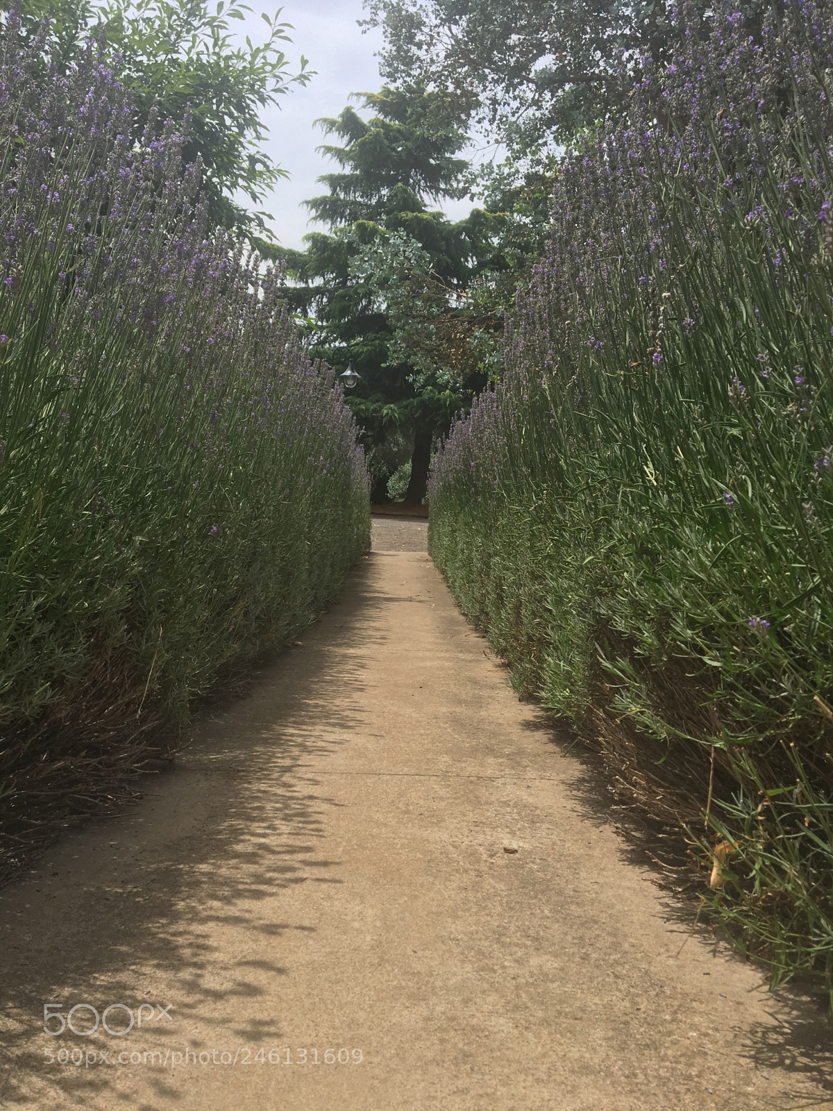 Apple iPhone 6s sample photo. Lavender lolling .... photography