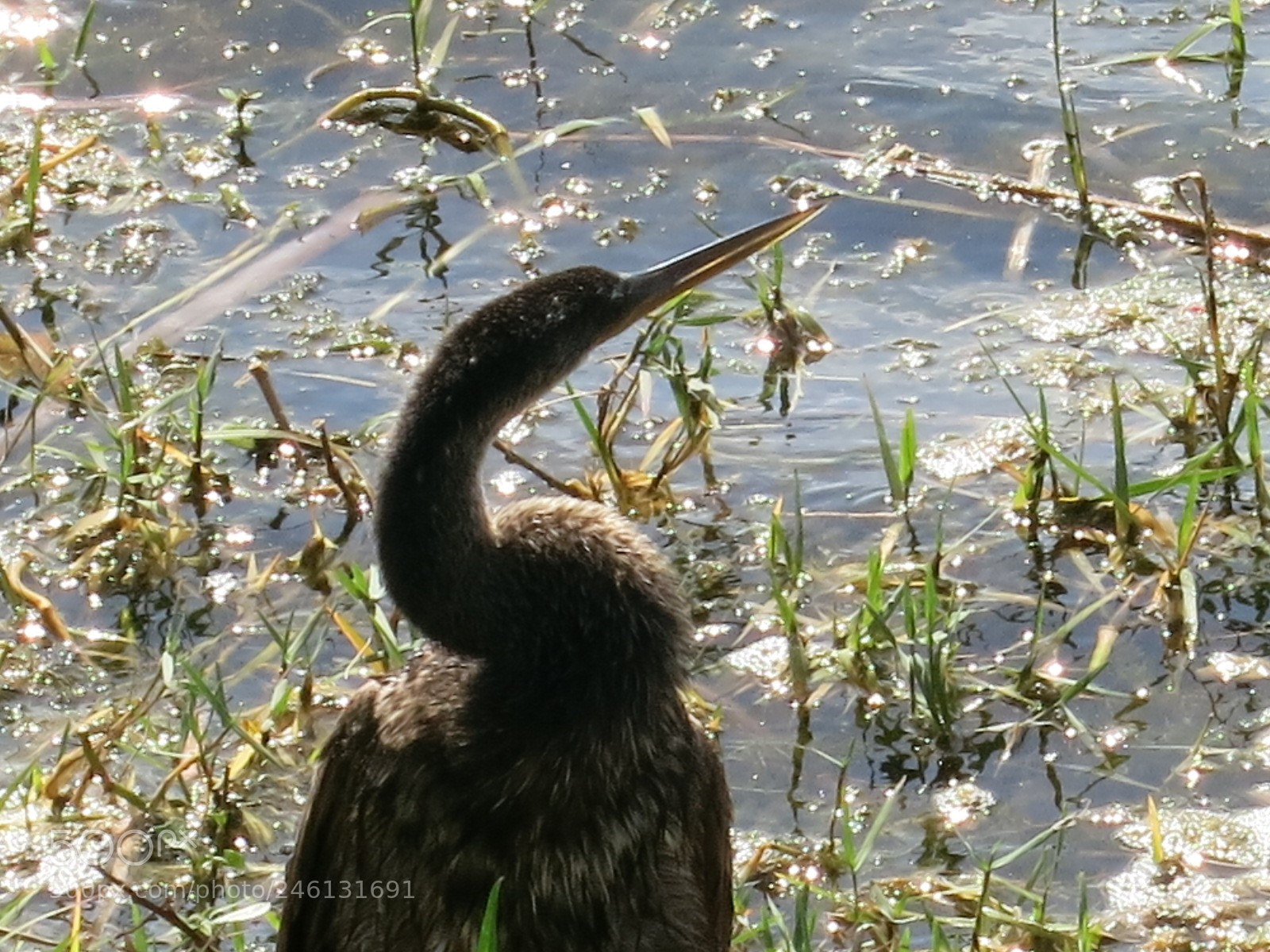 Canon PowerShot S110 sample photo. Bird 3 photography
