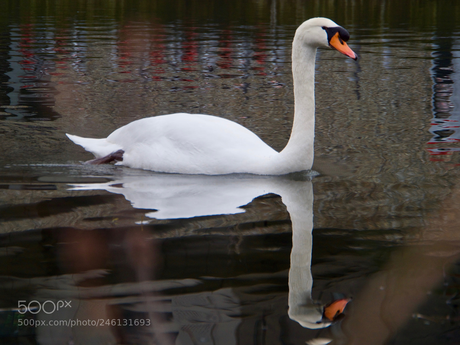 Panasonic Lumix DC-GH5 sample photo. Cygne photography