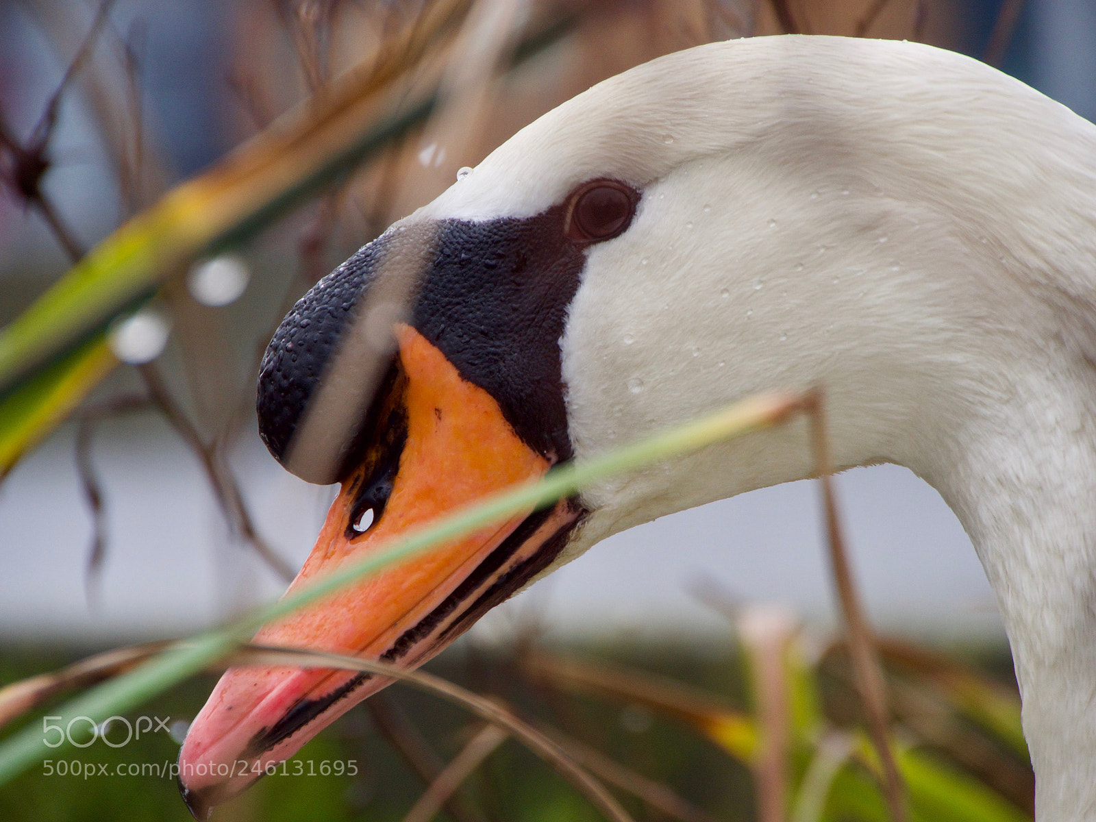 Panasonic Lumix DC-GH5 sample photo. Cygne photography