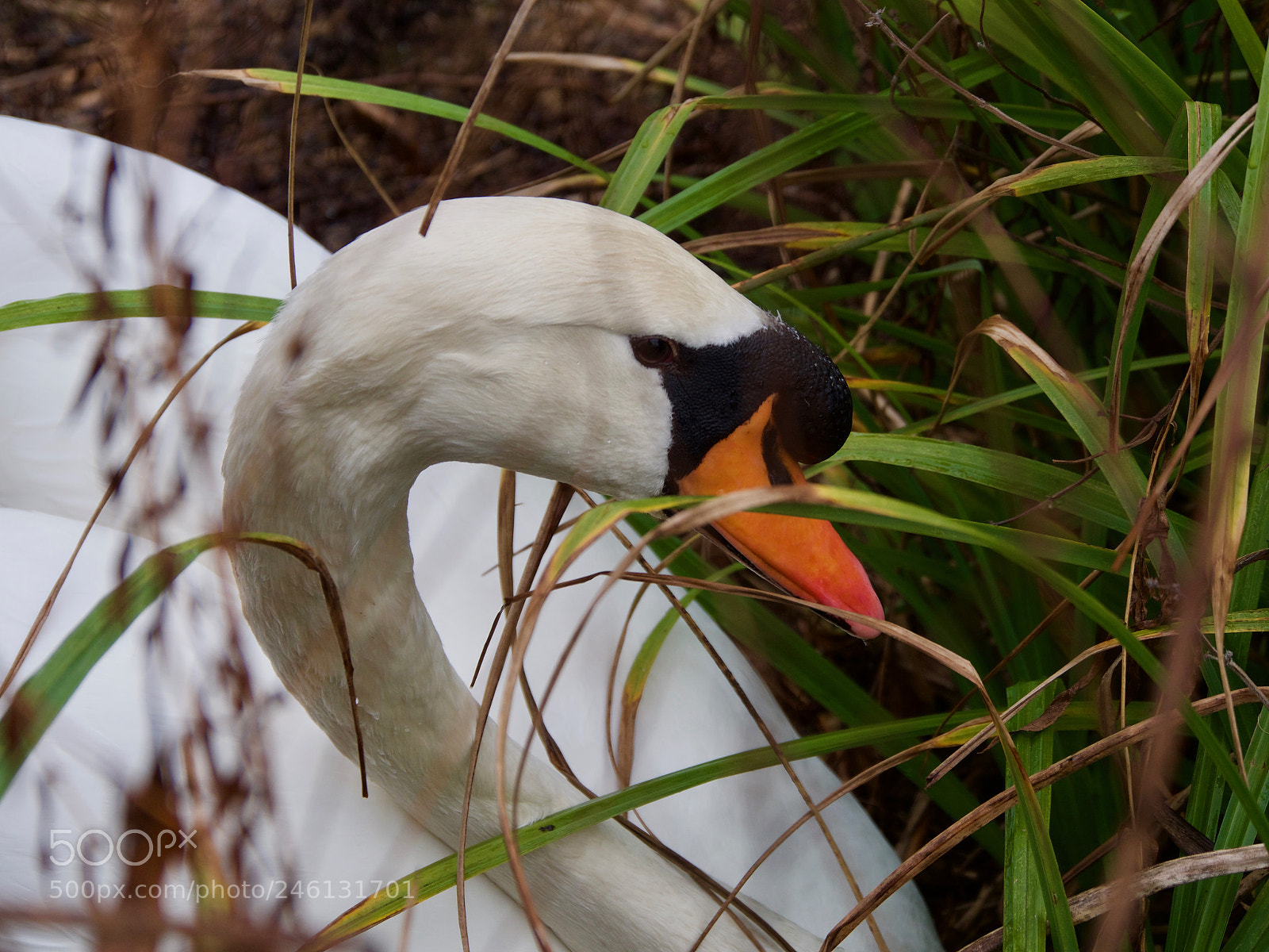 Panasonic Lumix DC-GH5 sample photo. Cygne photography