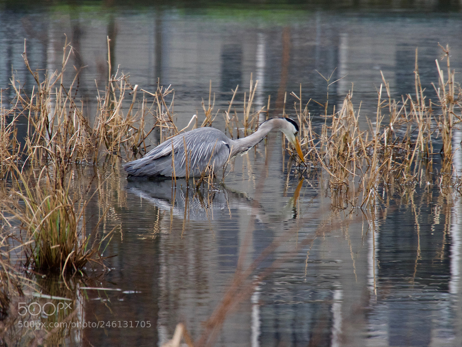Panasonic Lumix DC-GH5 sample photo. Heron photography
