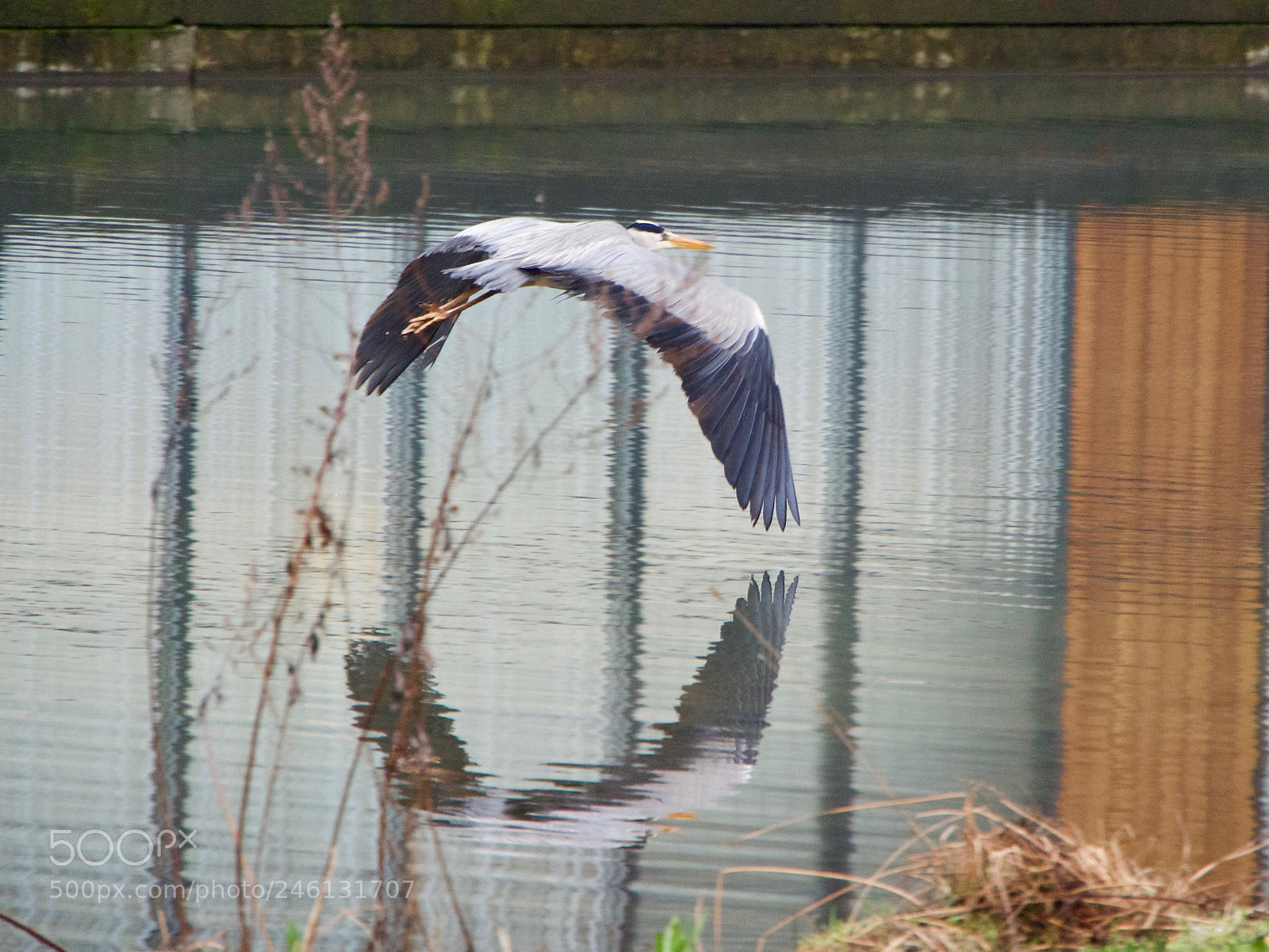 Panasonic Lumix DC-GH5 sample photo. Heron photography