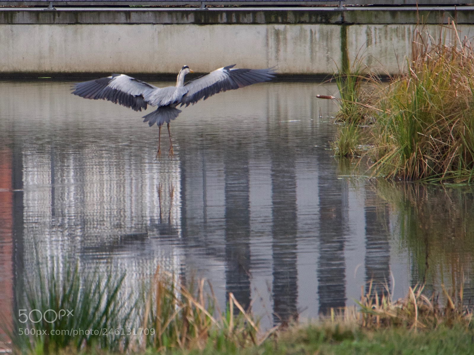 Panasonic Lumix DC-GH5 sample photo. Heron photography