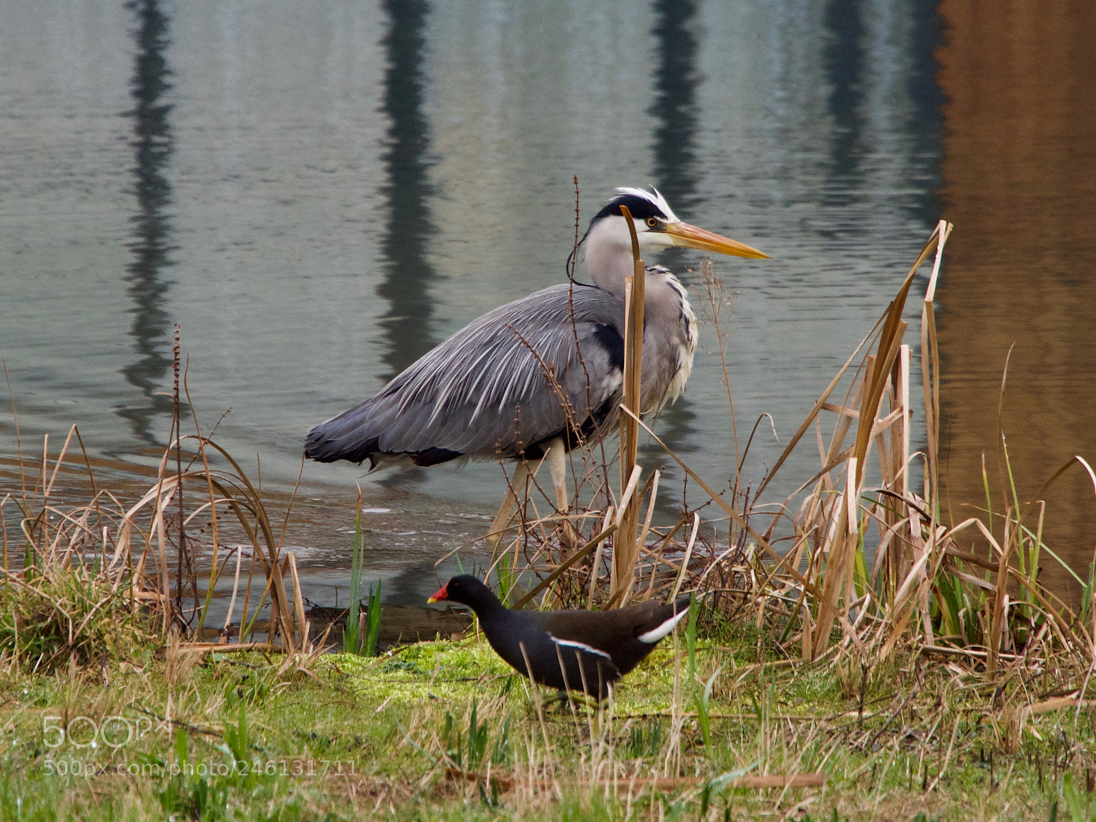 Panasonic Lumix DC-GH5 sample photo. Heron photography