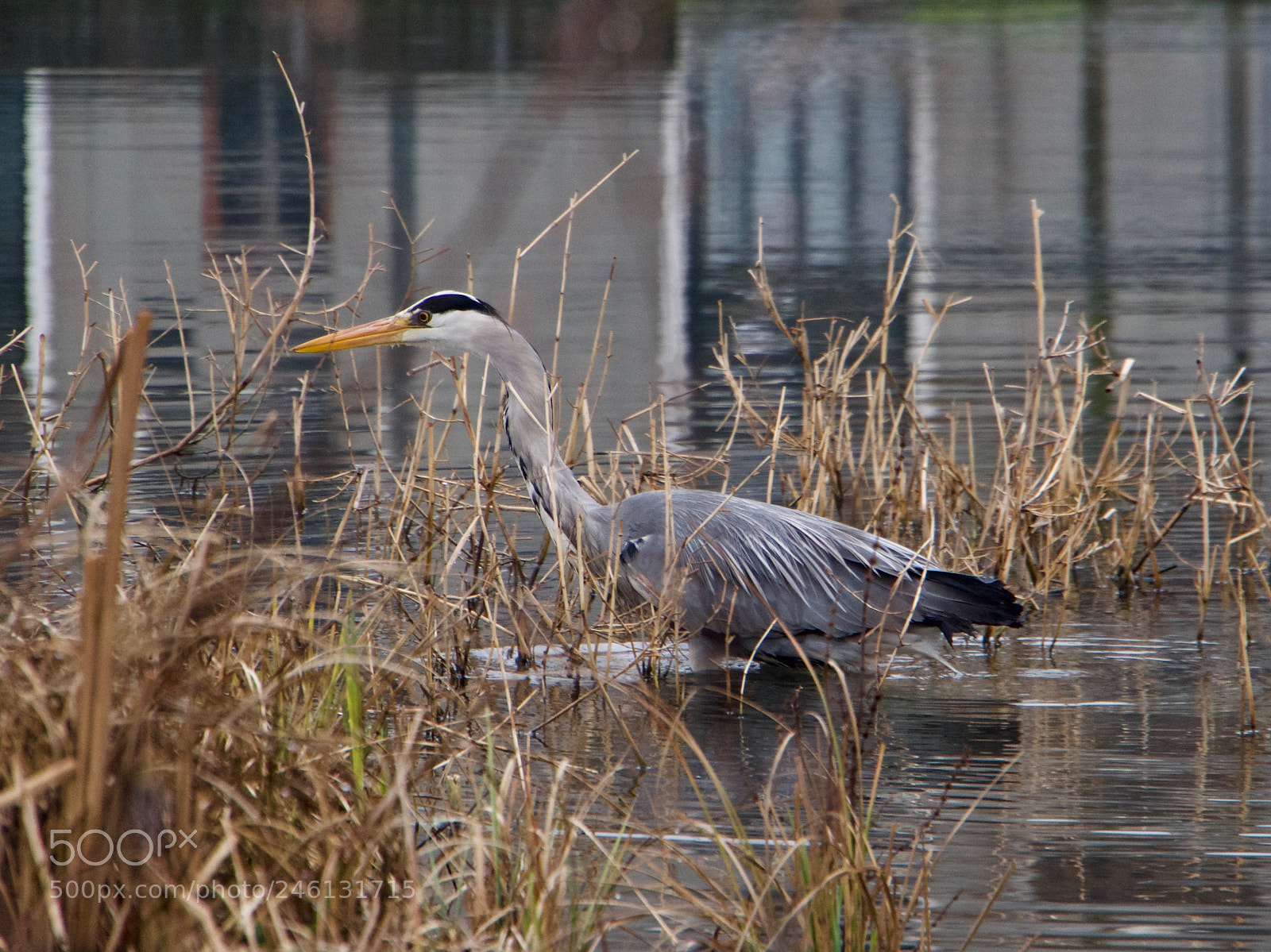 Panasonic Lumix DC-GH5 sample photo. Heron photography