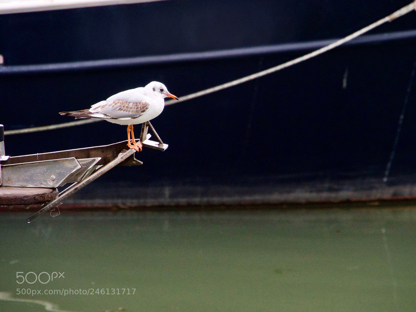 Panasonic Lumix DC-GH5 sample photo. Mouette photography