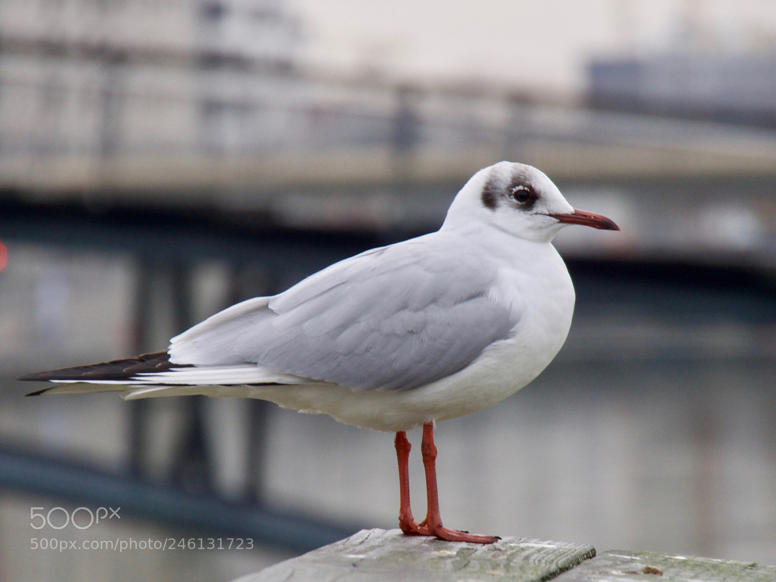 Panasonic Lumix DC-GH5 sample photo. Mouette photography