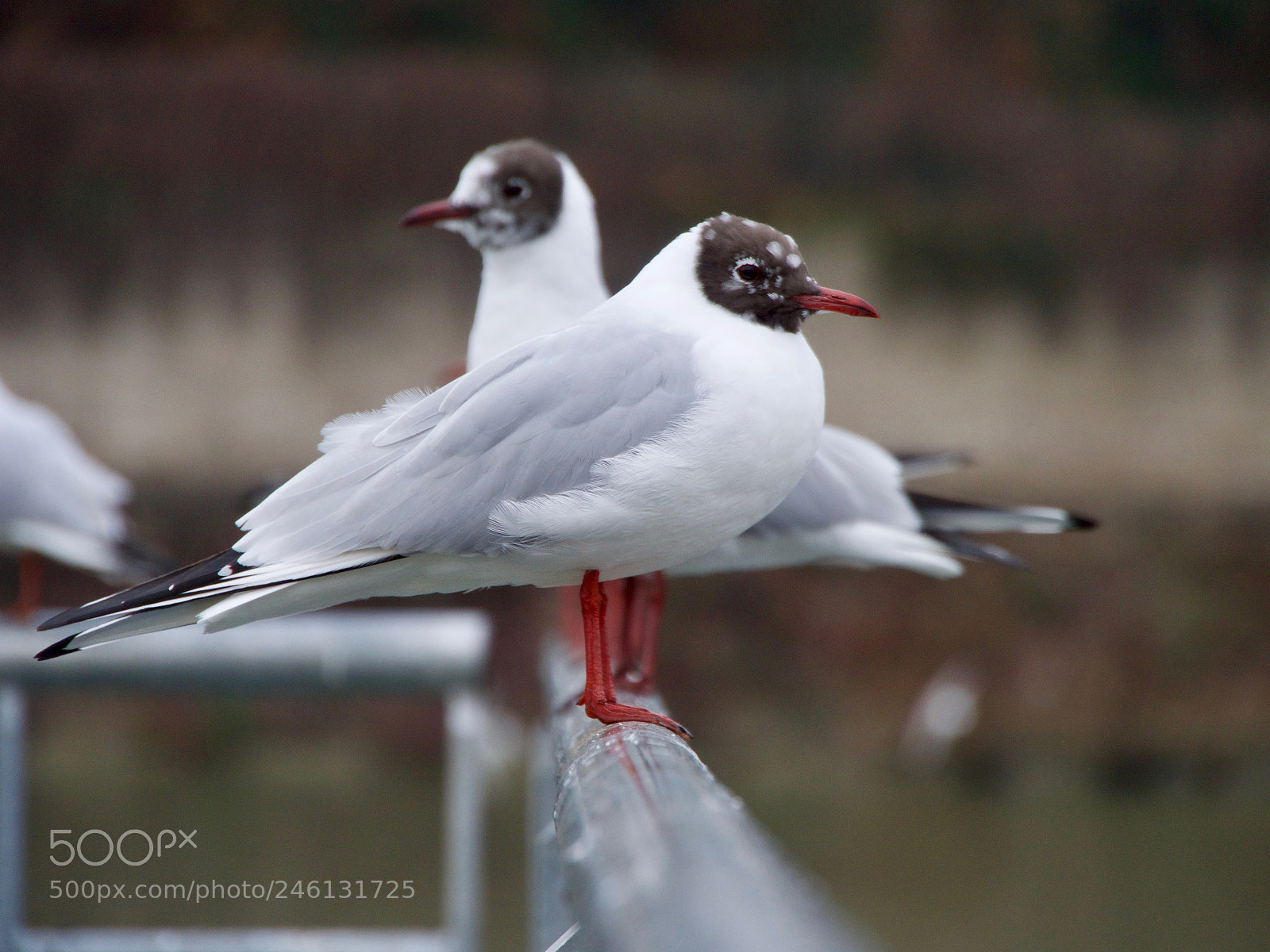 Panasonic Lumix DC-GH5 sample photo. Mouette photography