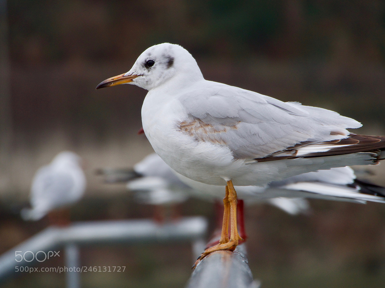 Panasonic Lumix DC-GH5 sample photo. Mouette photography