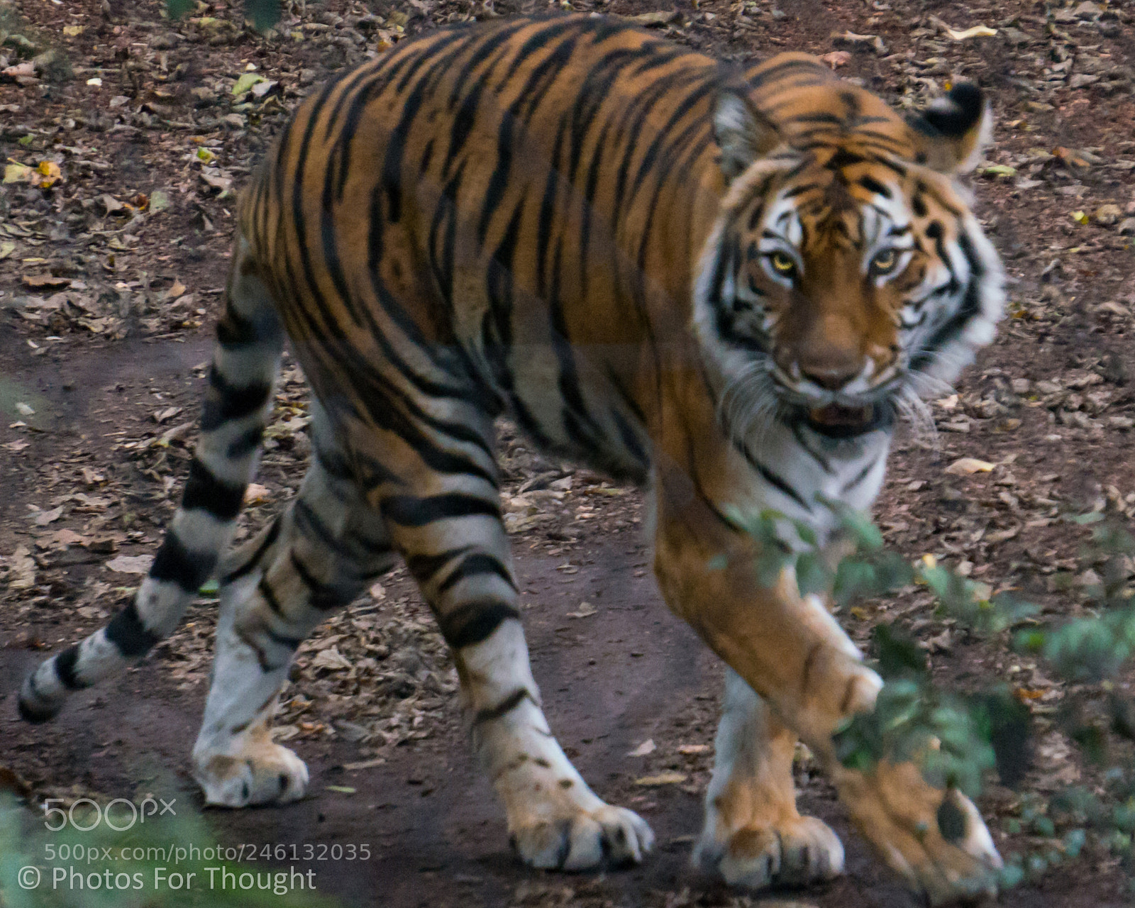 Sony Alpha NEX-5R sample photo. Roar photography