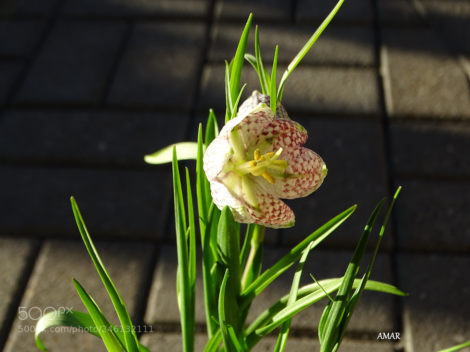 Sony Cyber-shot DSC-HX400V sample photo. Snake's head fritillary photography