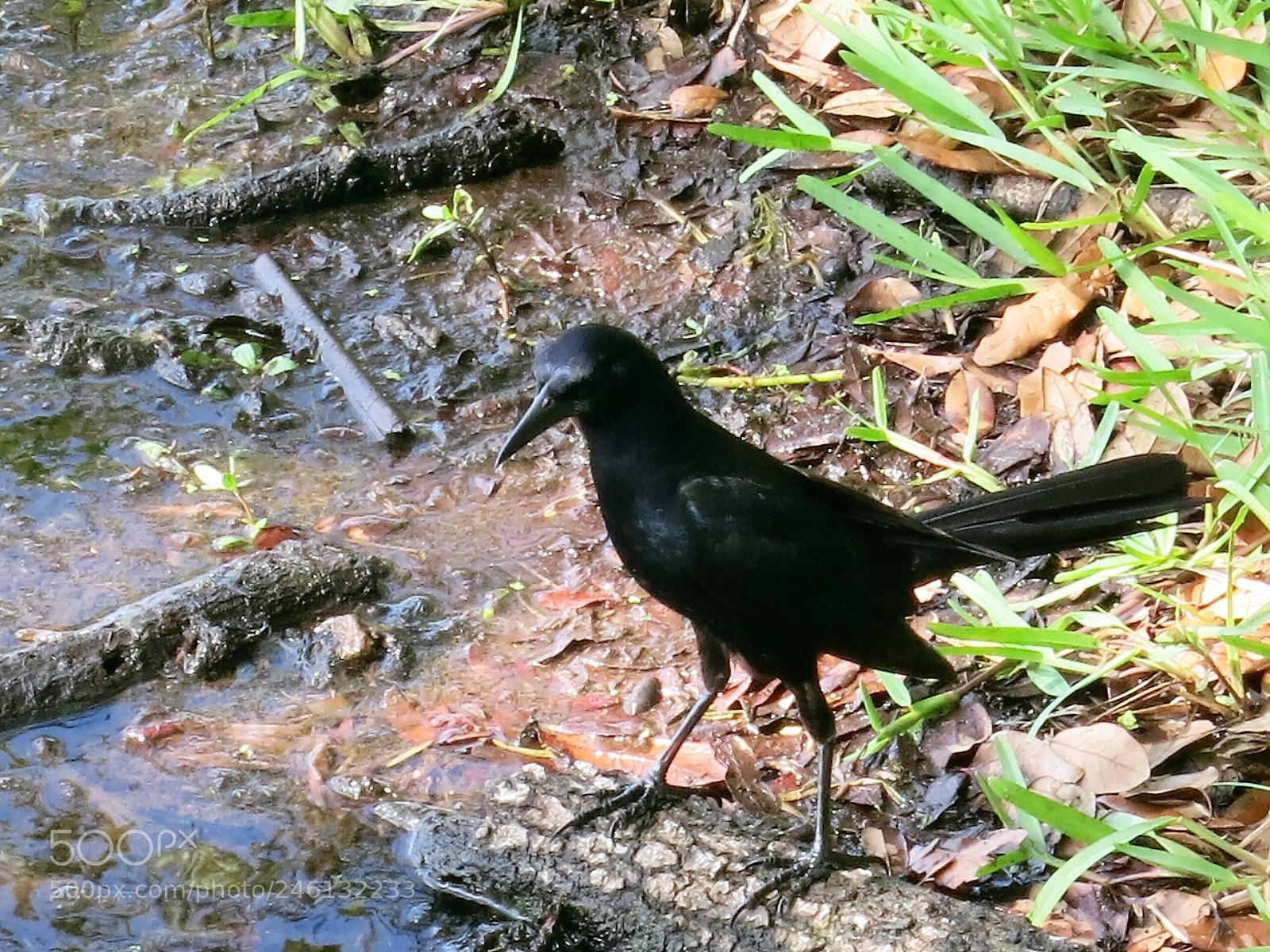 Canon PowerShot S110 sample photo. Bird 5 photography