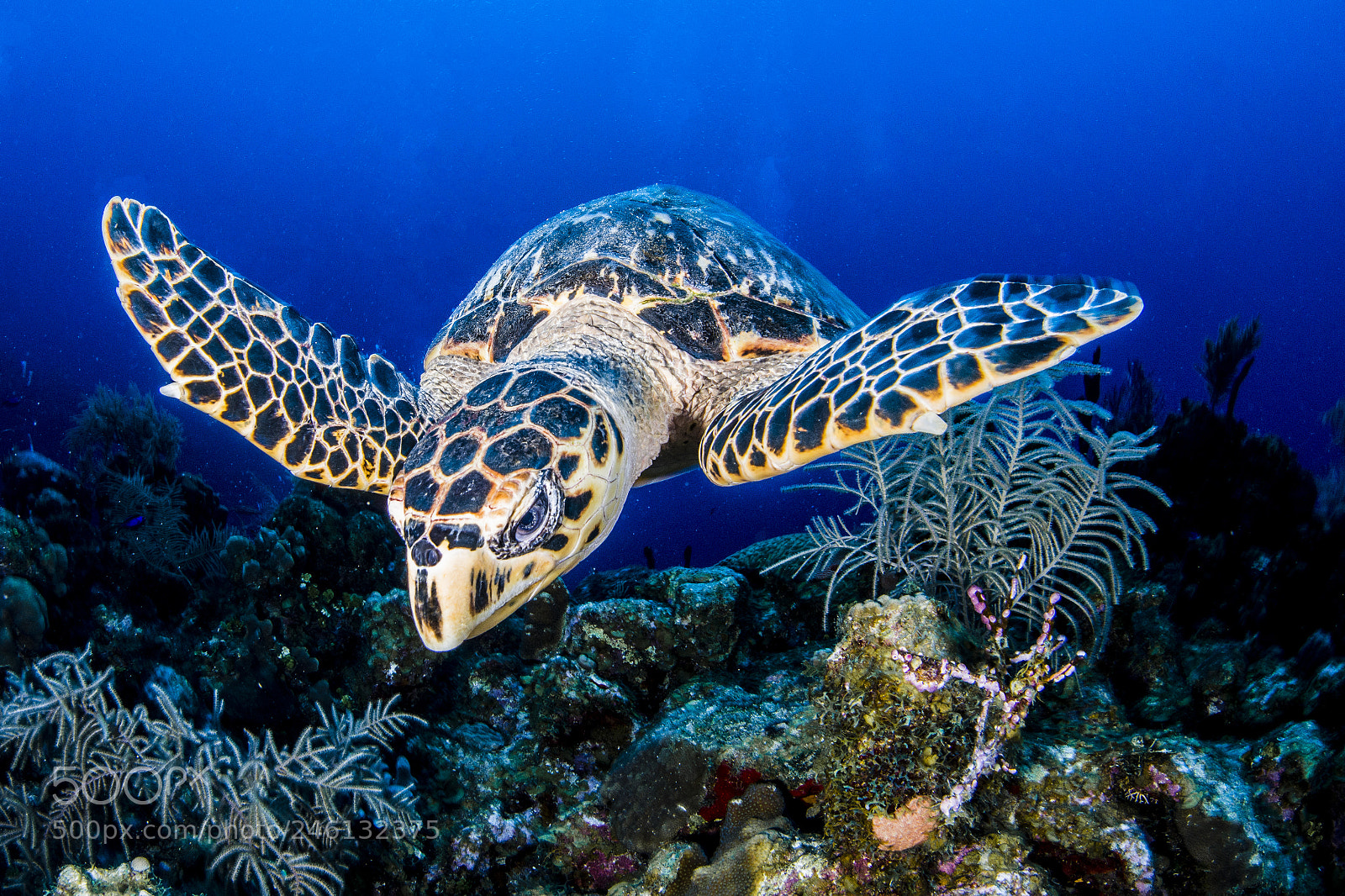 Nikon D800E sample photo. Turtle photography