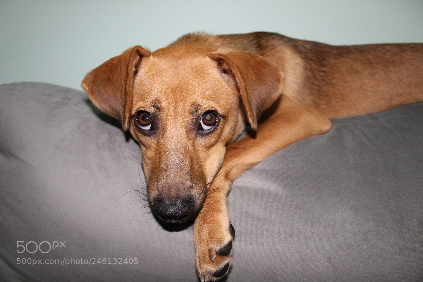 Canon EOS 1300D (EOS Rebel T6 / EOS Kiss X80) sample photo. My little cute dog photography