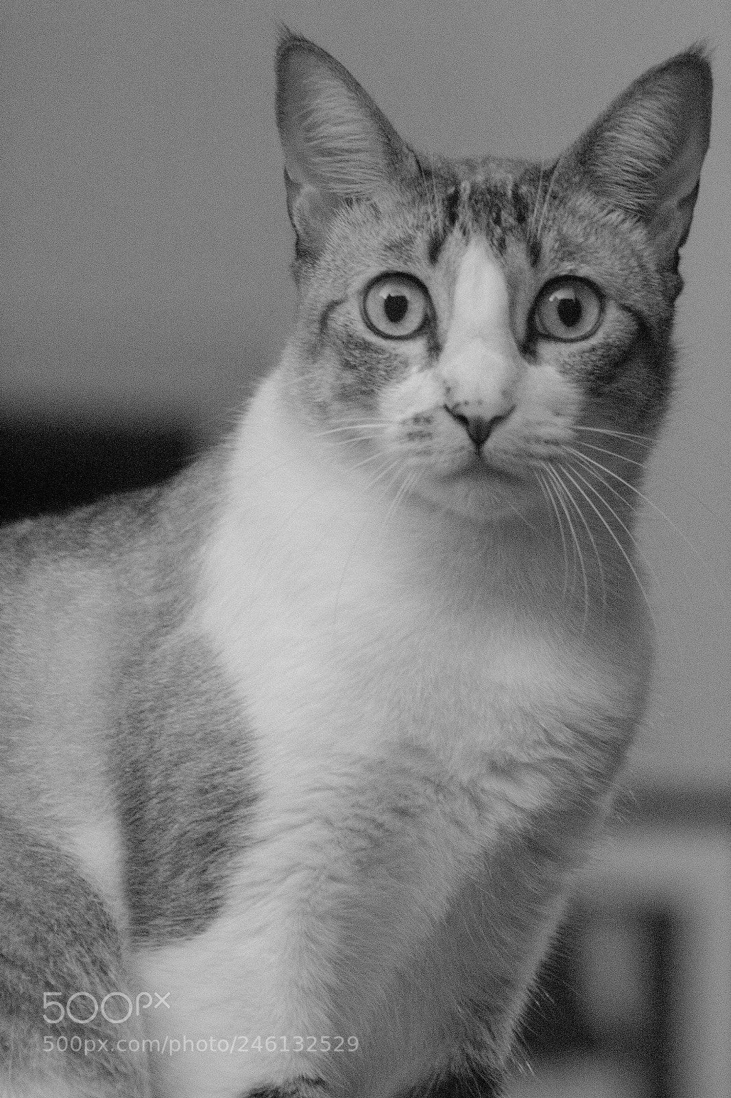Canon EOS 1300D (EOS Rebel T6 / EOS Kiss X80) sample photo. Img photography