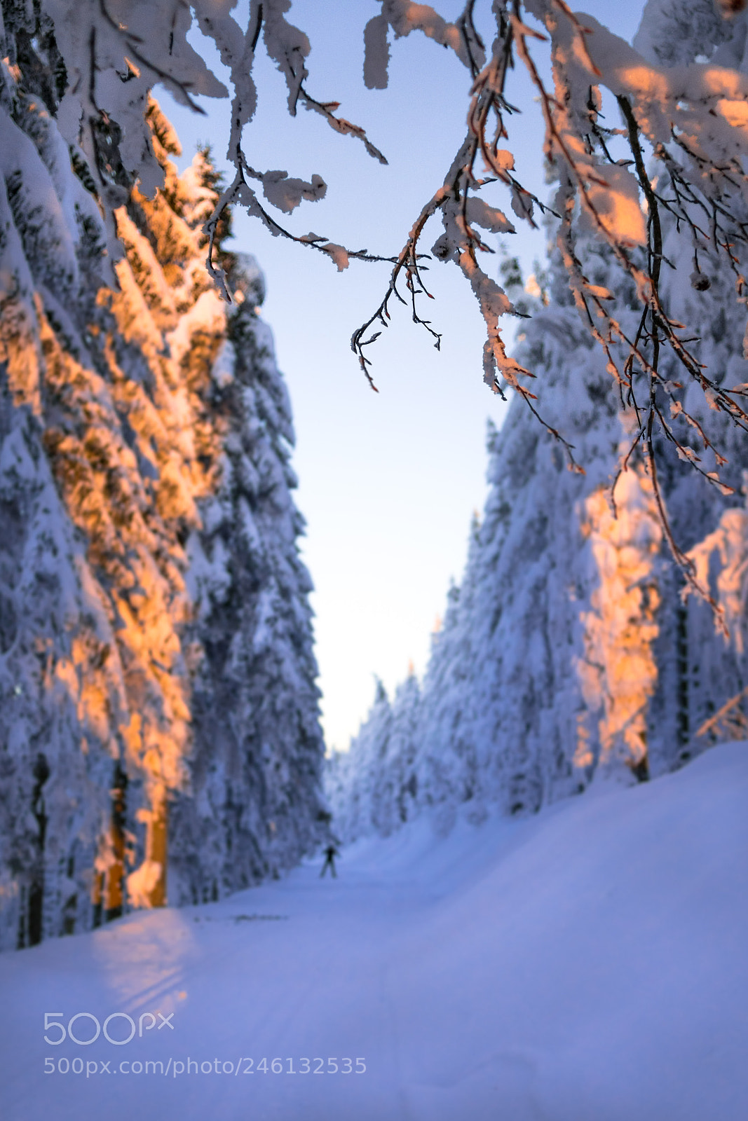 Nikon D500 sample photo. Cross-country skiing photography
