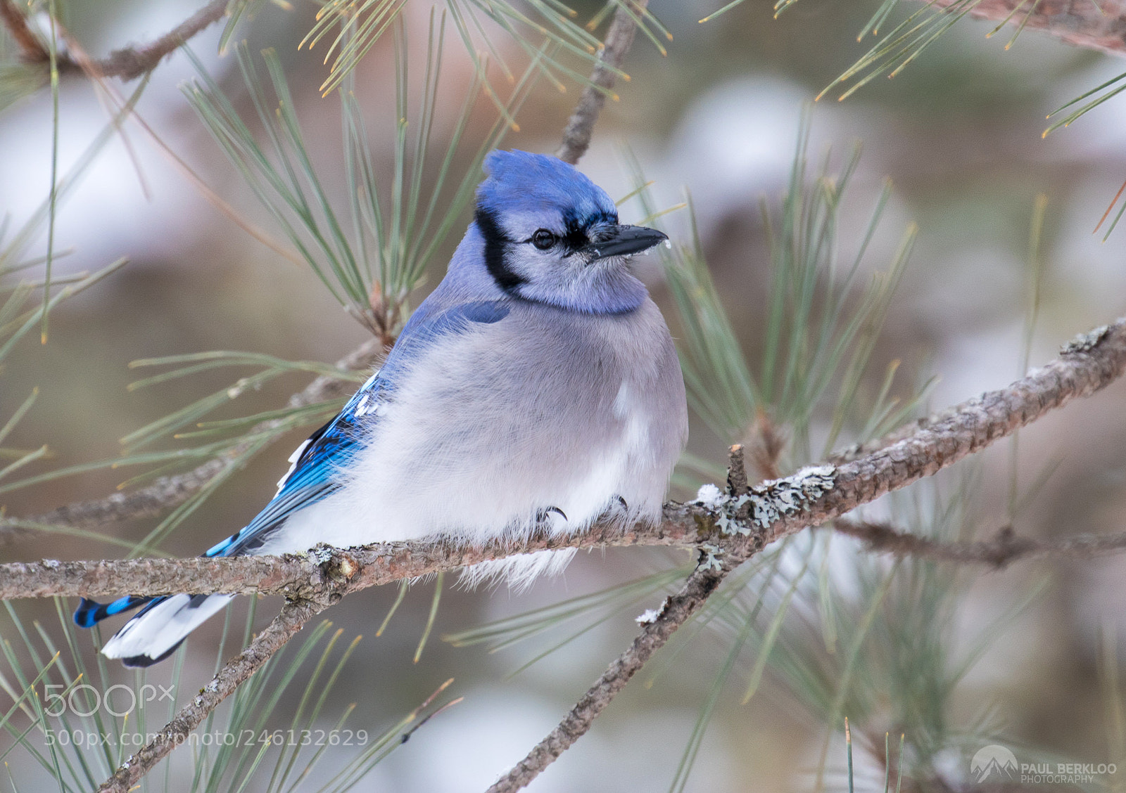 Canon EOS 80D sample photo. Blue jay in algonquin photography