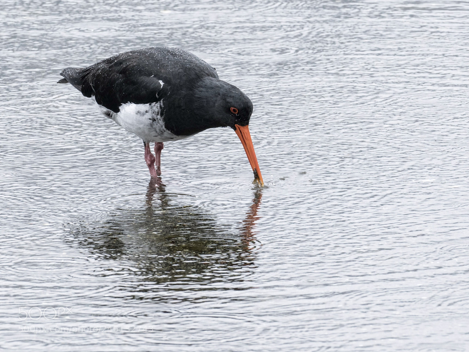 Sony a7R II sample photo. Lugworm for lunch photography