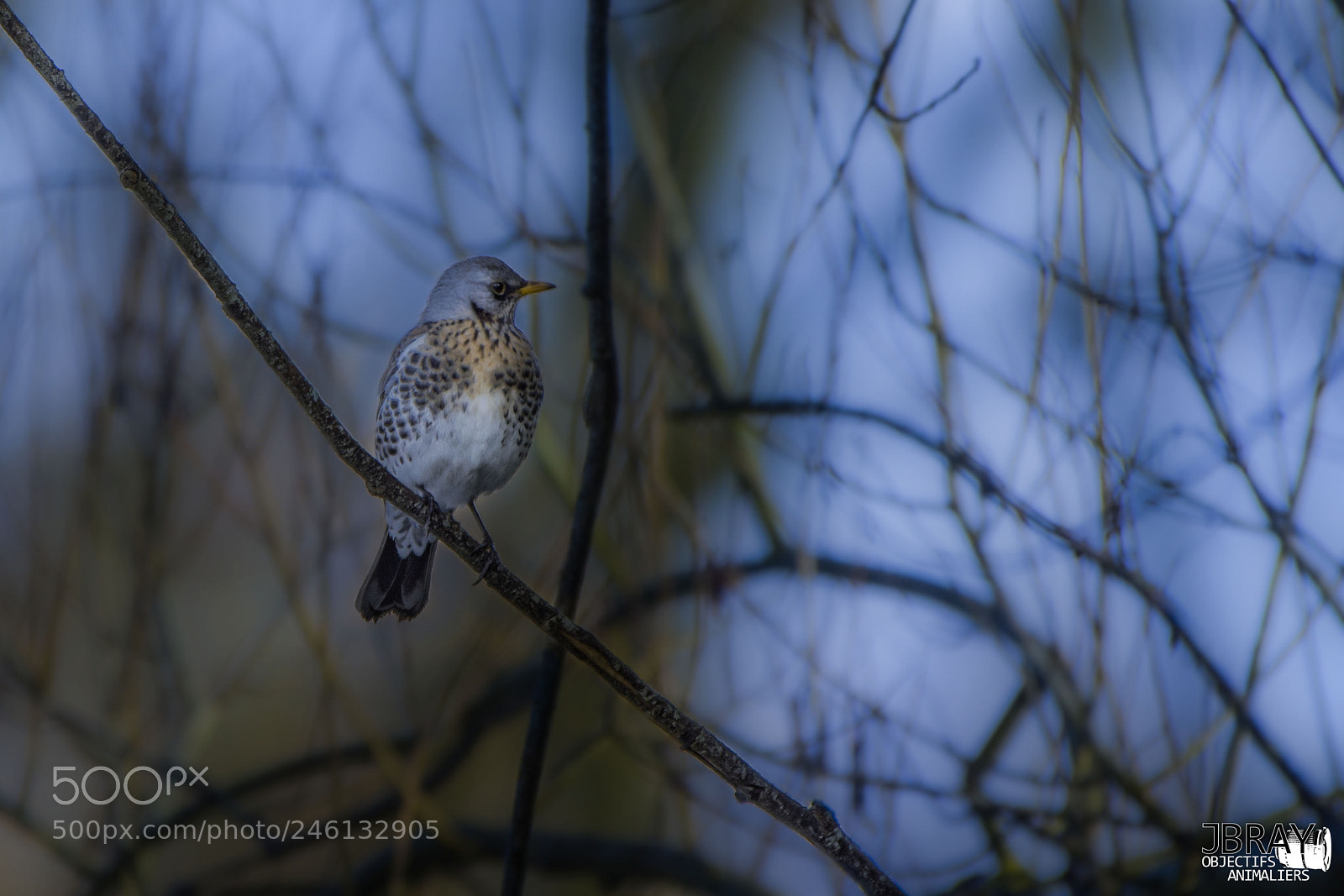 Nikon D7200 sample photo. Fieldfare photography