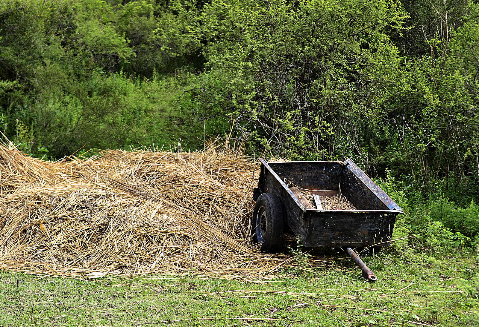 Nikon D3100 sample photo. Field photography
