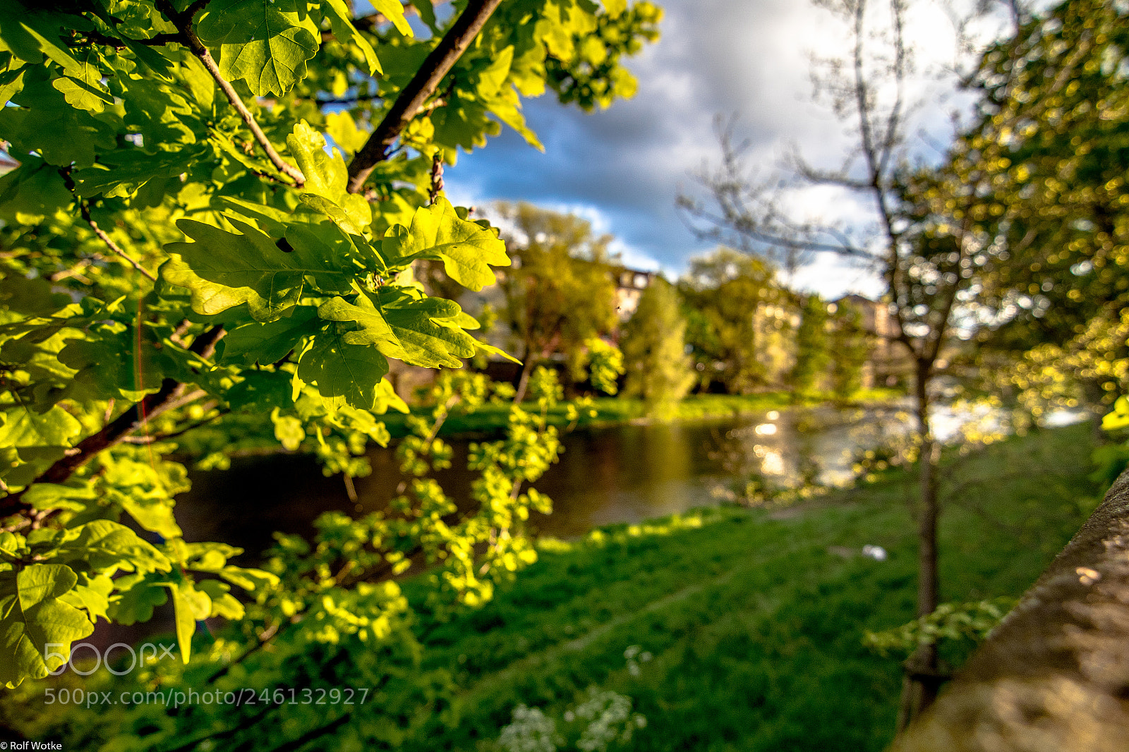 Canon EOS 7D Mark II sample photo. Eichenlaub am enzufer photography