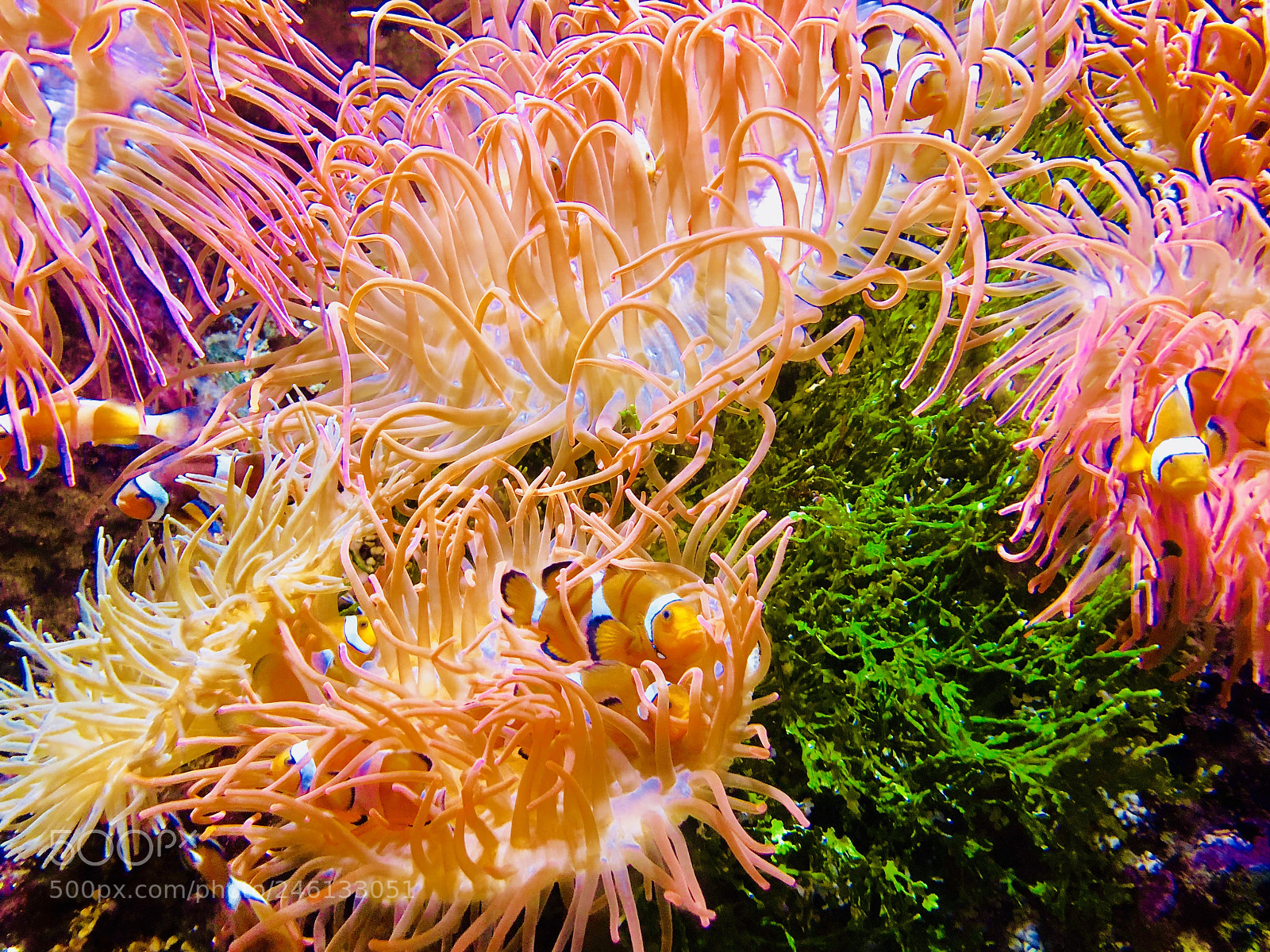 Apple iPhone X sample photo. Nemo photography