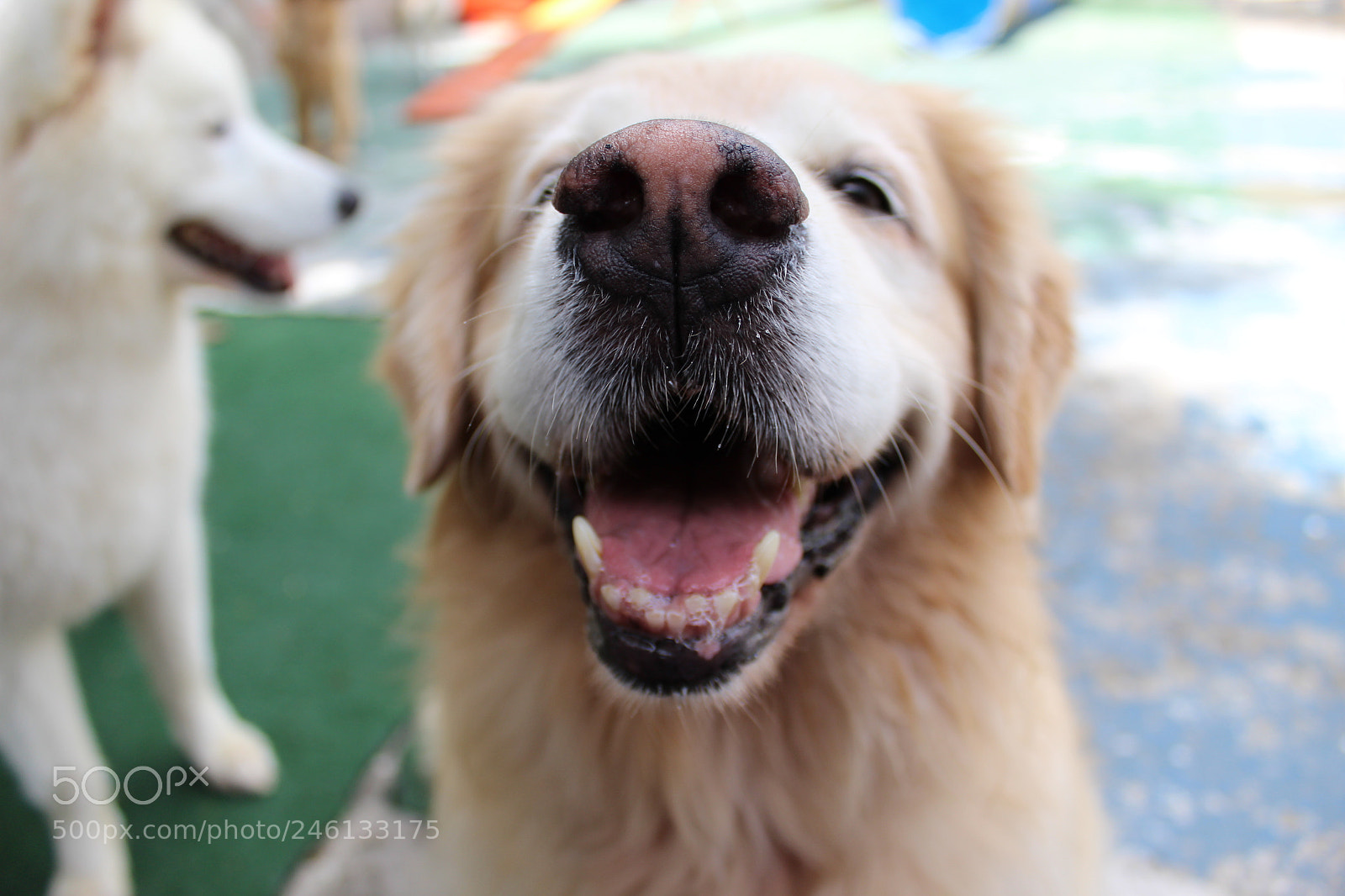 Canon EOS 1300D (EOS Rebel T6 / EOS Kiss X80) sample photo. Smile ? photography