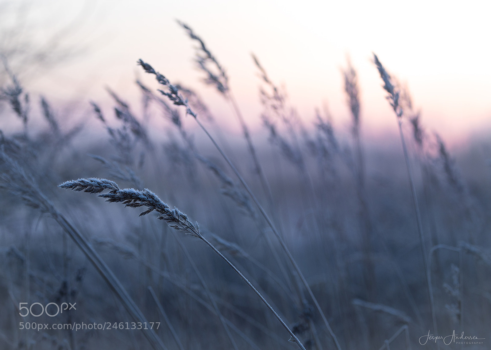 Canon EOS 6D Mark II sample photo. Untitled photography