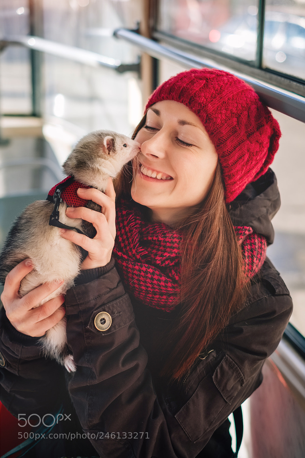 Fujifilm X-T1 sample photo. Pet ferret taking a photography