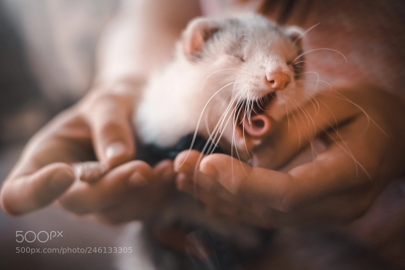 Fujifilm X-T1 sample photo. Closeup of yawning ferret photography