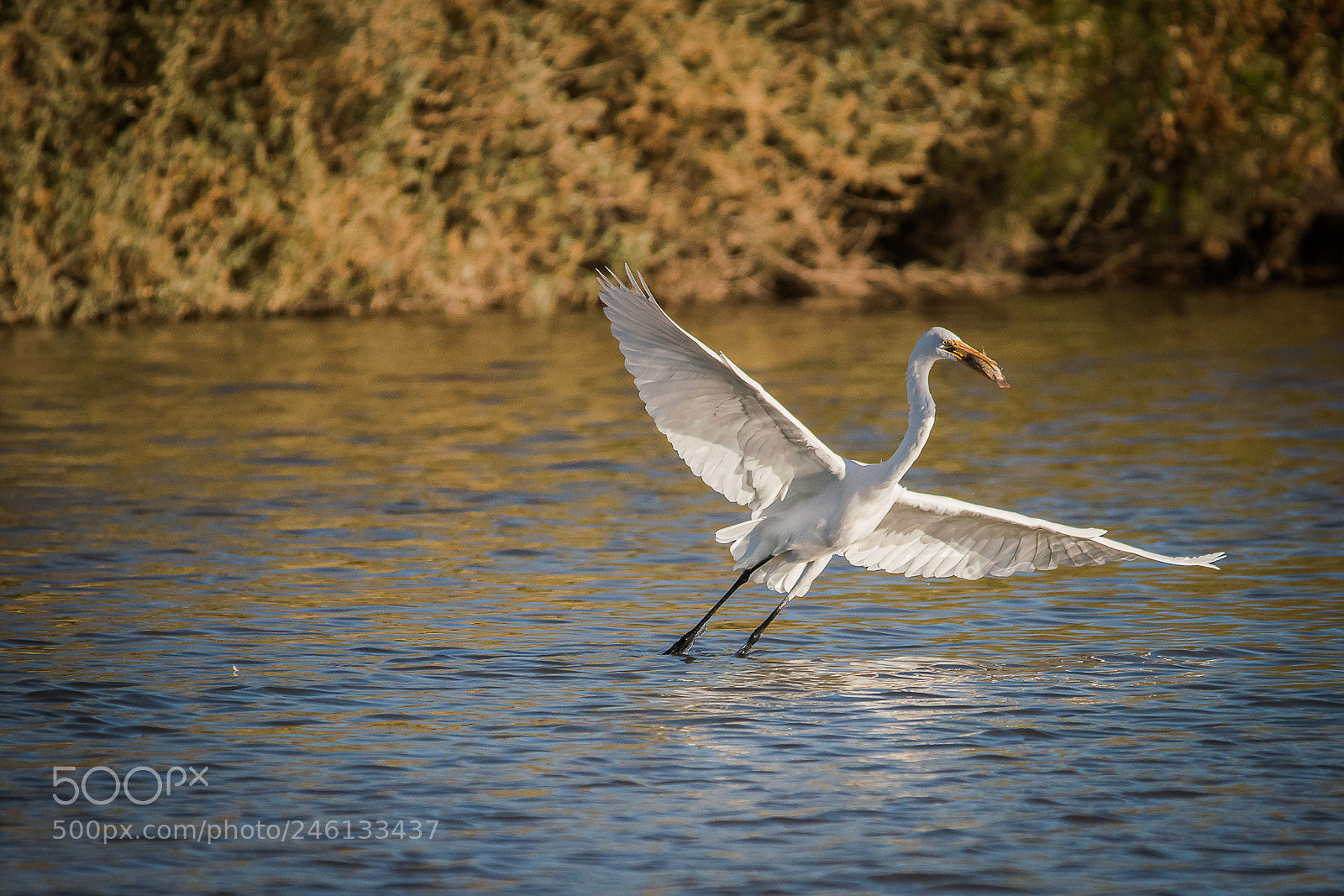 Sony a7R III sample photo. Great egret getting his photography