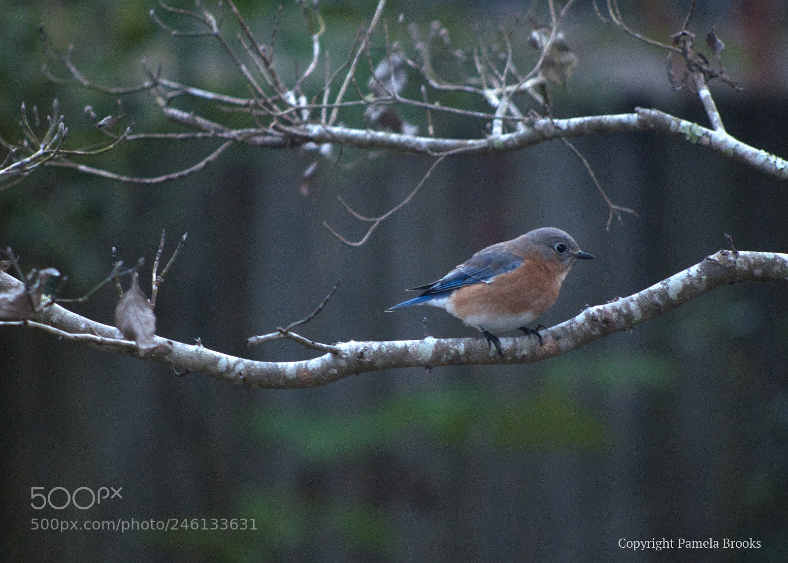 Nikon D90 sample photo. Bluebird photography