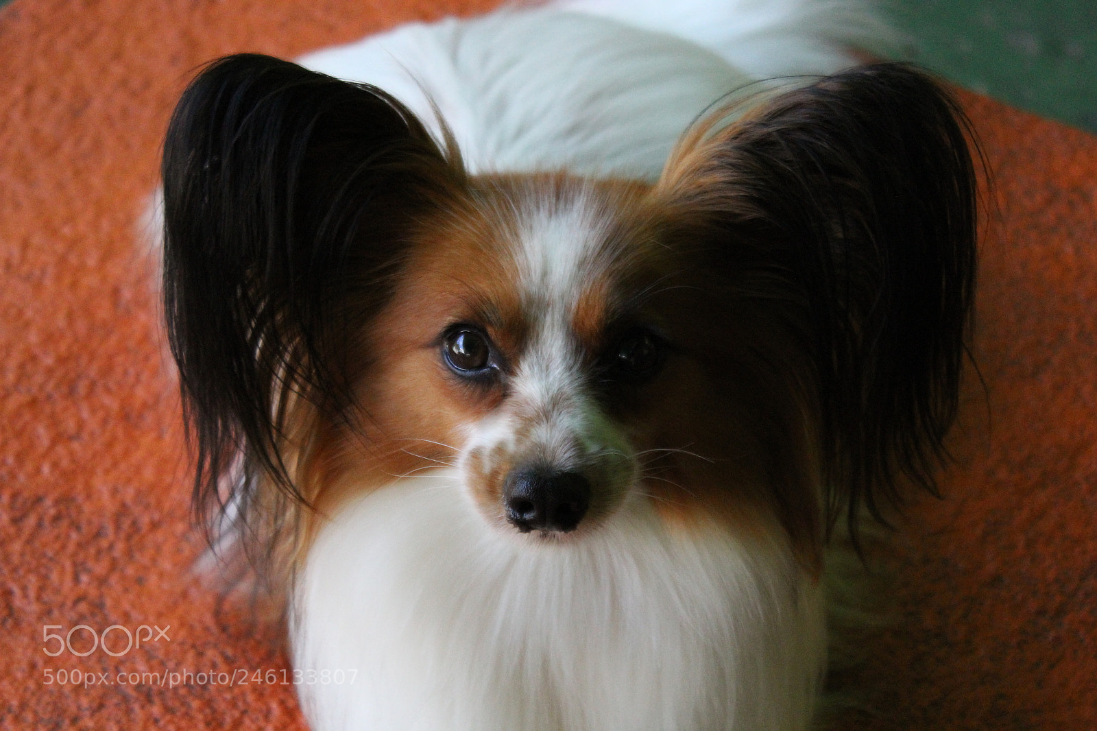 Canon EOS 1300D (EOS Rebel T6 / EOS Kiss X80) sample photo. Papillon photography