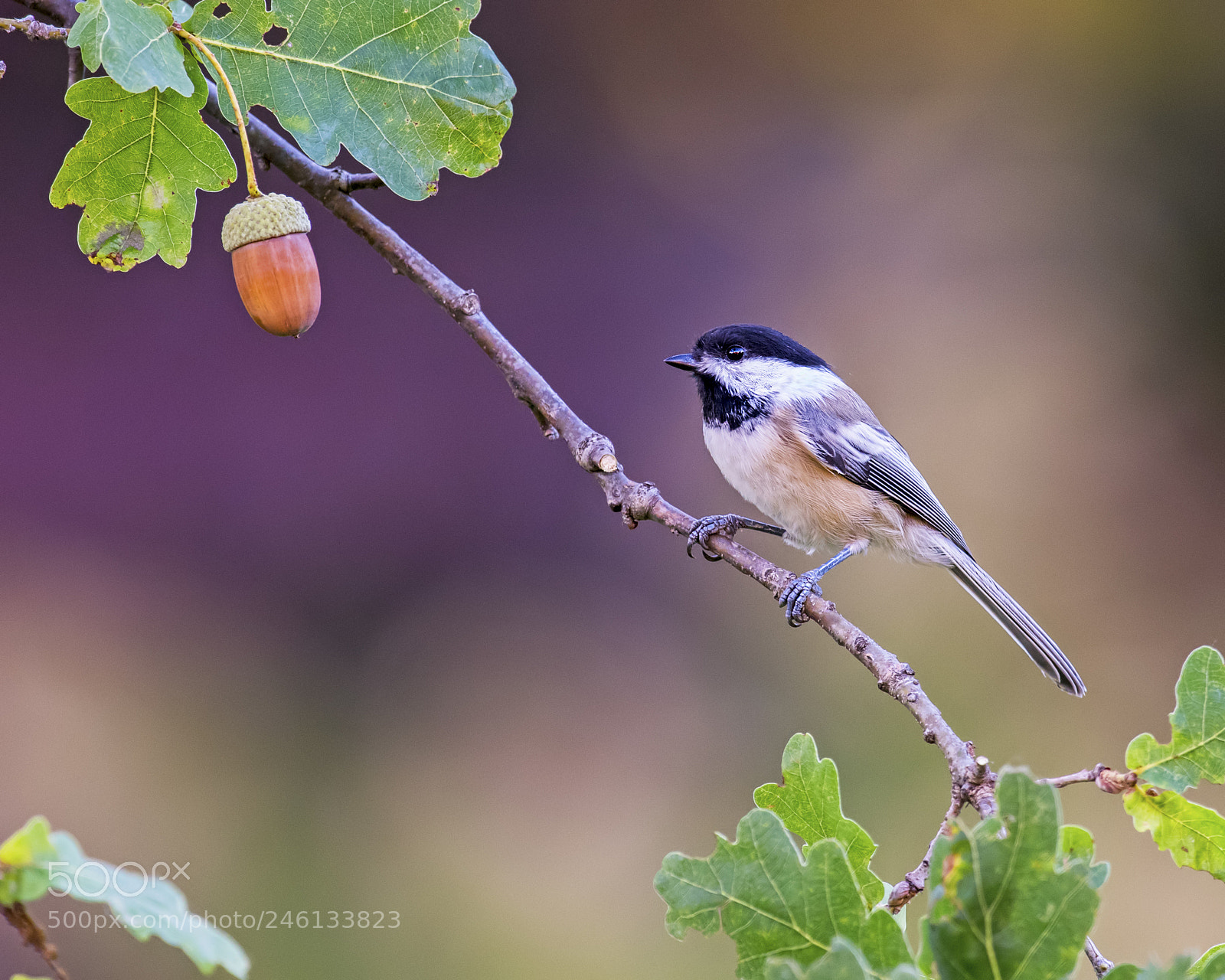 Nikon D850 sample photo. Black capped chickadee photography
