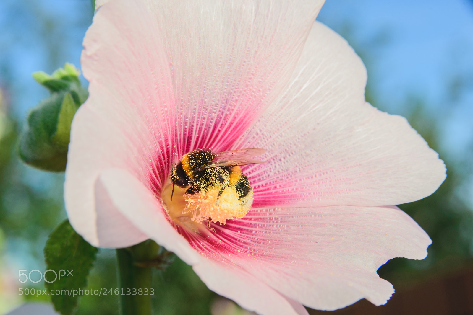 Nikon D600 sample photo. Bee on a malva photography