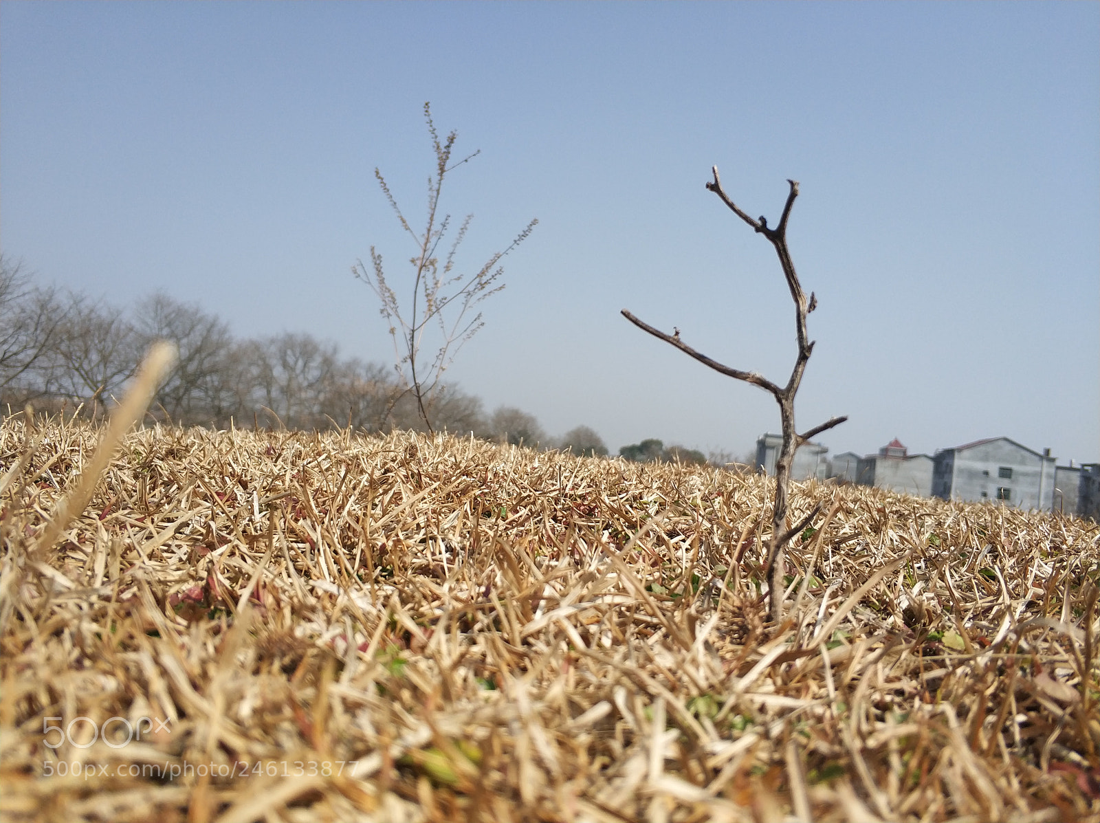 Xiaomi MI6 sample photo. The dead tree photography