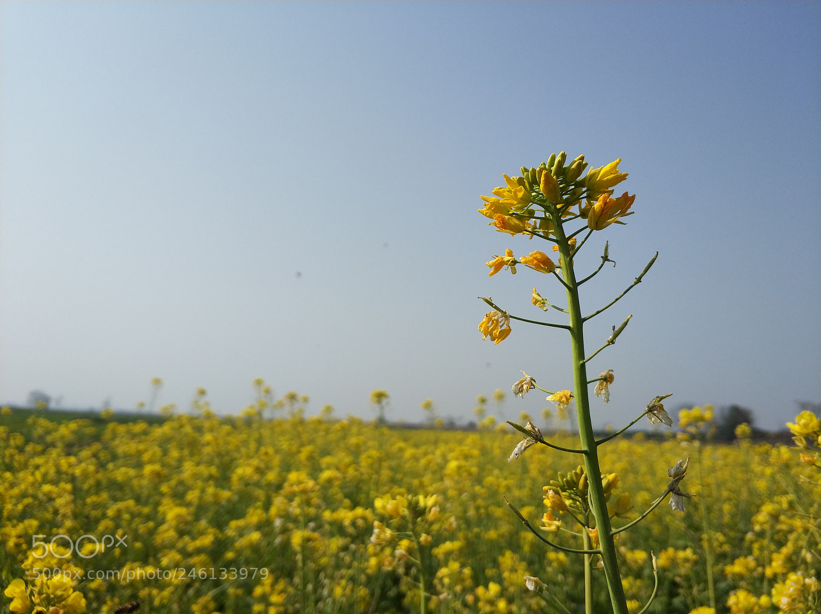 Xiaomi MI6 sample photo. The flower photography