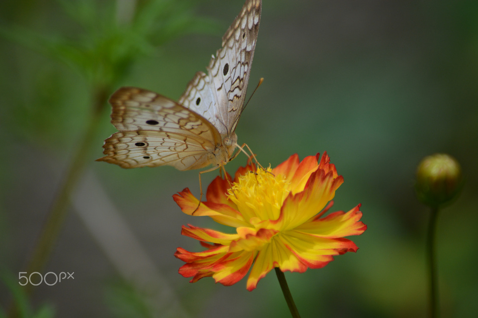 Nikon D5200 sample photo. Borboleta-pavão-branco em uma flor de cravo photography